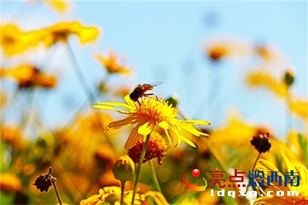 Preview Image 1
