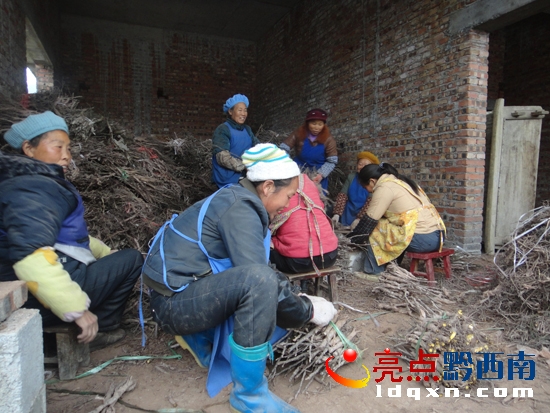 　　　村民正在修剪苗木主根.jpg