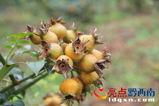 無(wú)籽刺梨1.jpg