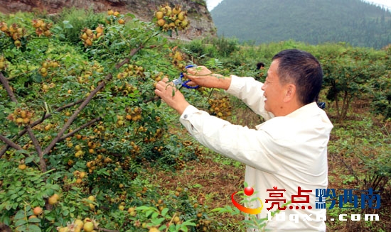采摘的喜悅1.jpg