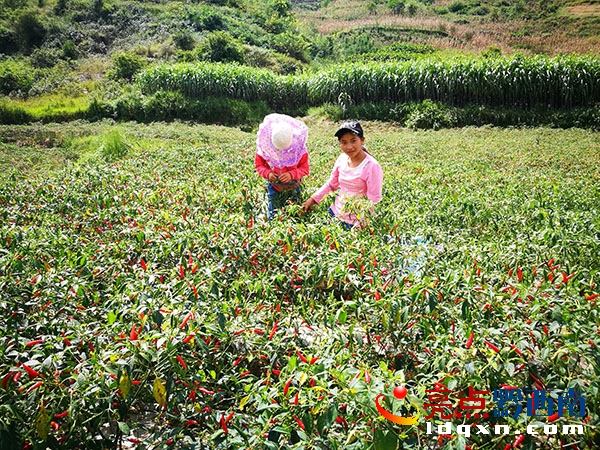 這兩位是勤勞的初中學(xué)生，趁假期自己掙錢。.jpg