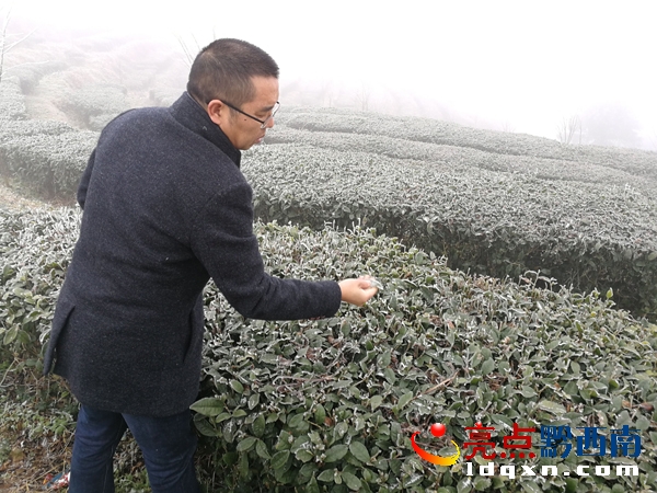 興義白龍山茶場.jpg