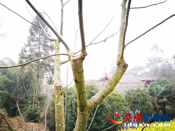 去年嫁接的已經(jīng)長(zhǎng)出了1至2米的新枝今年將開始掛果.jpg