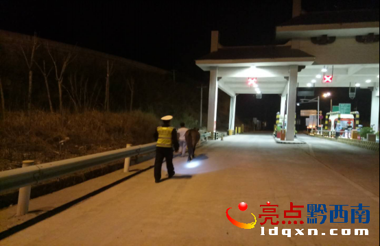 騾子“不聽使喚”闖入高速 黔西南高速交警及時處置820.png