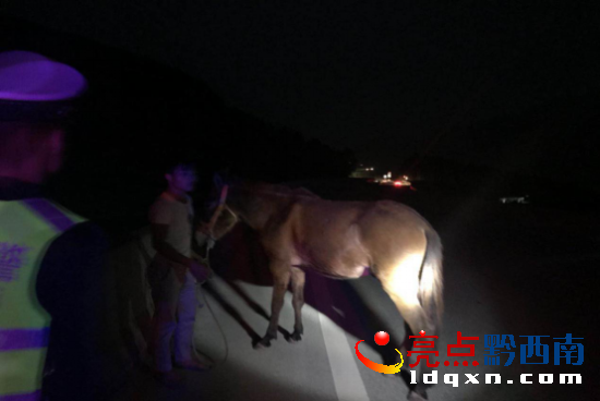 騾子“不聽使喚”闖入高速 黔西南高速交警及時處置794.png