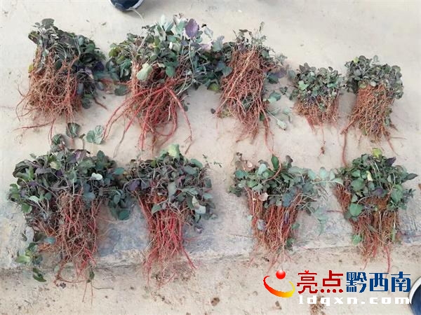 丹參種苗_2.jpg