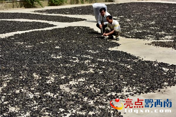 圖為:住村幫扶單位興仁縣文聯(lián)主席楊卿(后)向楊國勇調(diào)研黑木耳銷售情況.jpg