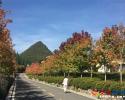 百花爛漫后，到興義后花園，再看看最后一抹美國紅楓的風采吧！