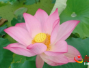 興義烏沙稻蛙基地的荷花開(kāi)了 荷花池里蛙聲四起魚(yú)兒穿梭