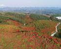 白龍山：杜鵑花開(kāi)映山紅