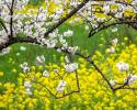 興仁：大山鎮(zhèn)上務(wù)村2000畝櫻桃花開(kāi)春意濃